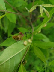 Phylloxera notabilis