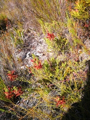Erica coccinea