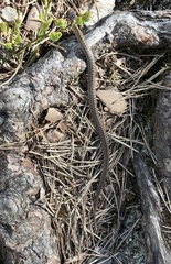 Coronella austriaca austriaca