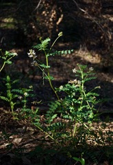 Astragalus agnicidus