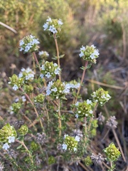 Thymus capitellatus