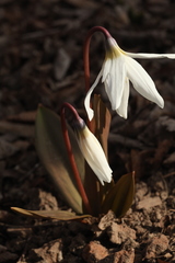 Erythronium krylovii