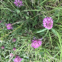 Trifolium pratense