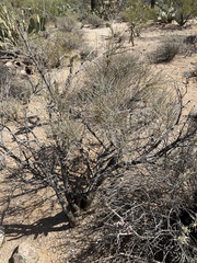 Ephedra trifurca