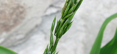 Poaceae