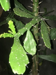Brasiliopuntia brasiliensis
