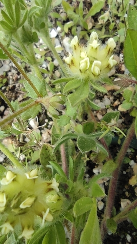 Anthyllis cornicina (Anthyllis cornicina)
