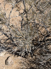 Ephedra trifurca