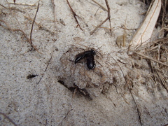 Tachysphex nigerrimus