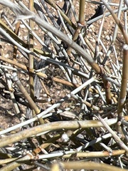 Ephedra trifurca