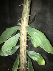 Brasiliopuntia brasiliensis