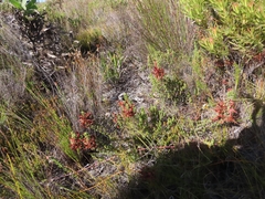 Erica coccinea