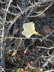 Calystegia stebbinsii