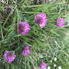 Trifolium pratense