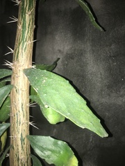 Brasiliopuntia brasiliensis