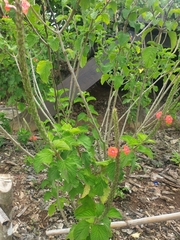 Stachytarpheta mutabilis