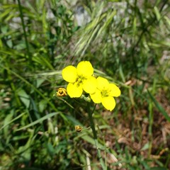 Diplotaxis tenuifolia