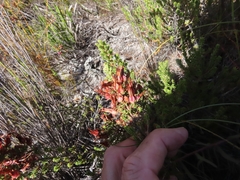 Erica coccinea