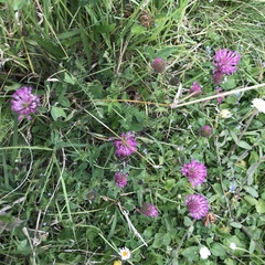 Trifolium pratense