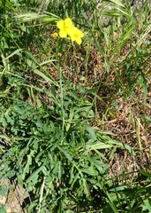Diplotaxis tenuifolia