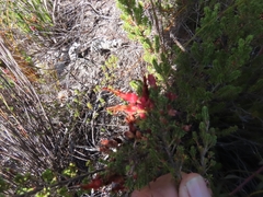 Erica coccinea