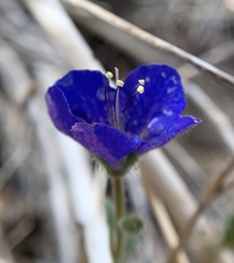 Phacelia nashiana
