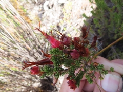 Erica coccinea