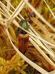 Ctenicera virens