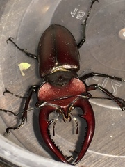 Lucanus elaphus