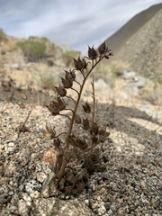 Phacelia nashiana
