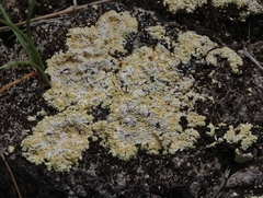 Gyalolechia subbracteata