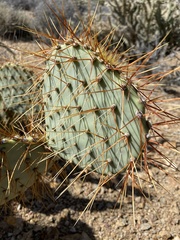 Opuntia chlorotica