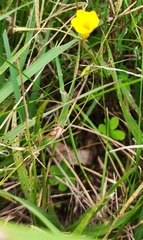 Zephyranthes tubispatha