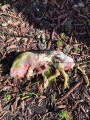 Cratogeomys planiceps