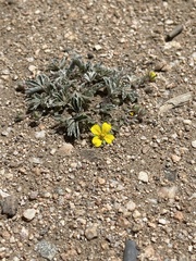 Potentilla concinna
