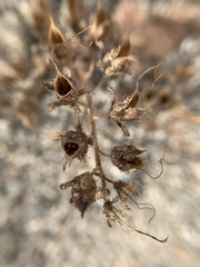 Phacelia nashiana