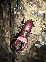 Lucanus elaphus