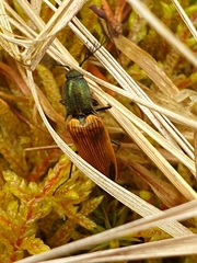 Ctenicera virens