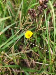 Zephyranthes tubispatha