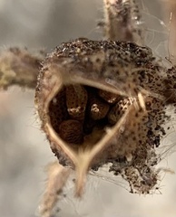Phacelia nashiana