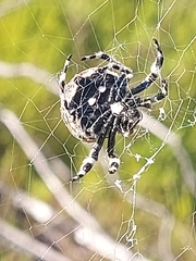Caerostris sexcuspidata
