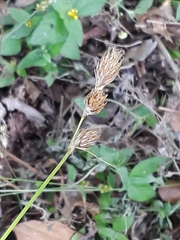 Carex tetrastachya