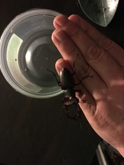 Lucanus elaphus