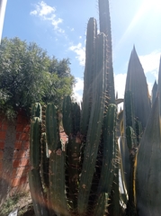 Trichocereus bridgesii
