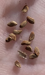 Phacelia nashiana