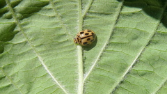 Propylea quatuordecimpunctata