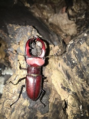Lucanus elaphus