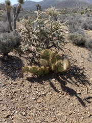 Opuntia chlorotica