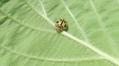 Propylea quatuordecimpunctata