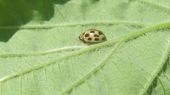Propylea quatuordecimpunctata